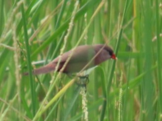 Black-lored Waxbill - ML632449522