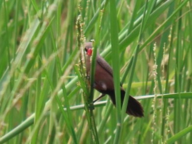 Black-lored Waxbill - ML632449523