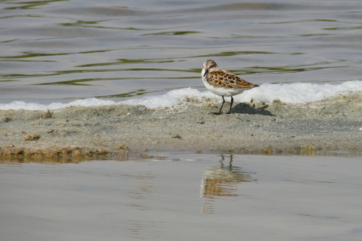 dvergsnipe - ML632449656