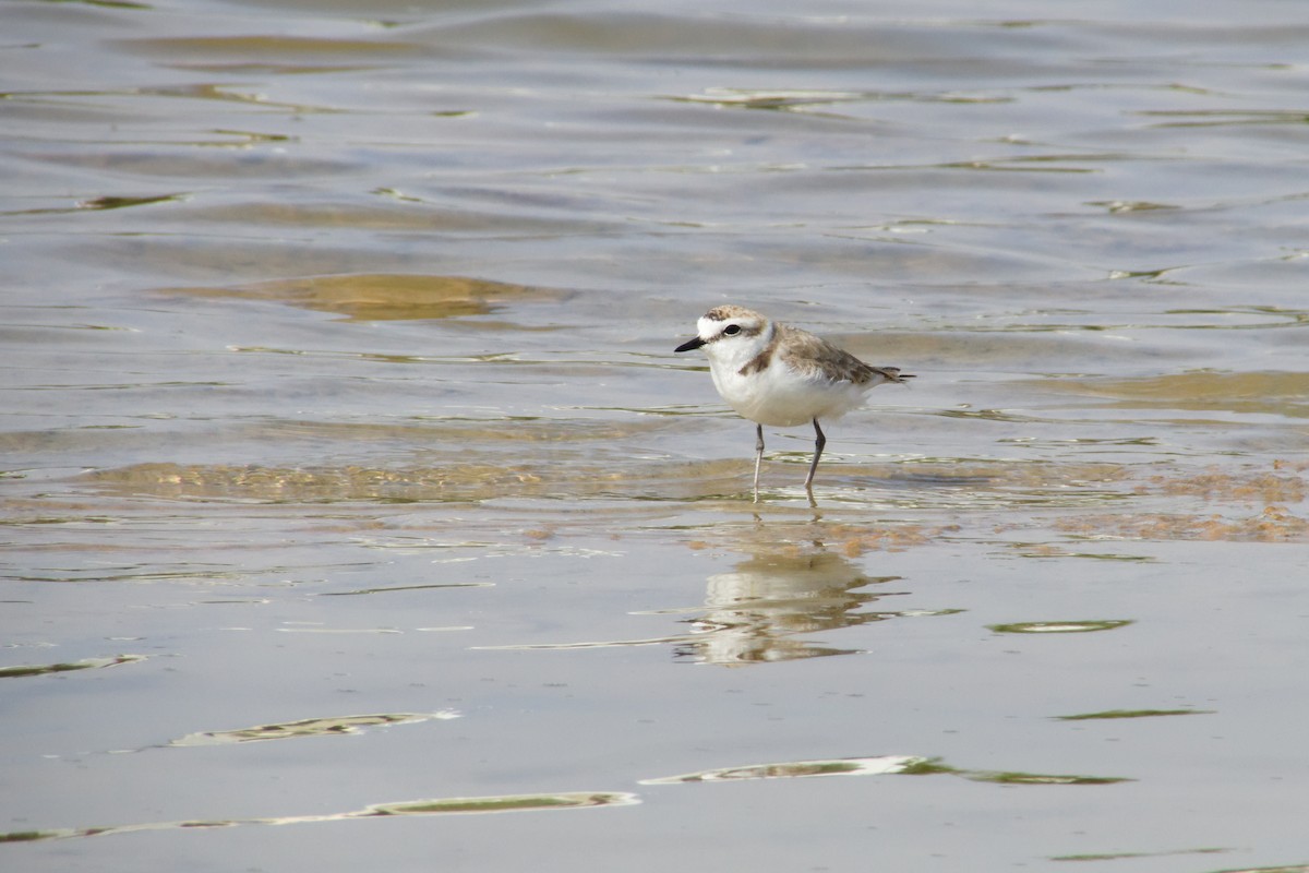 hvitbrystlo - ML632449665