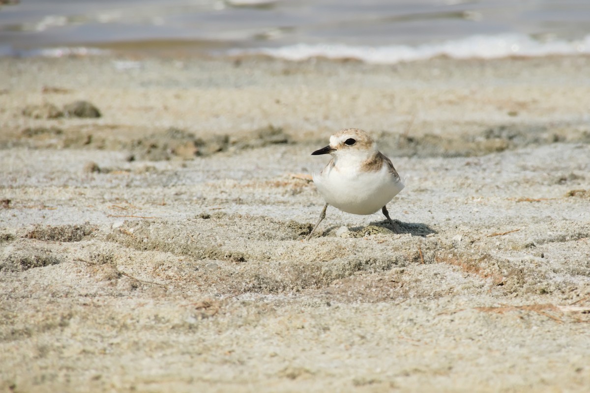 hvitbrystlo - ML632449668