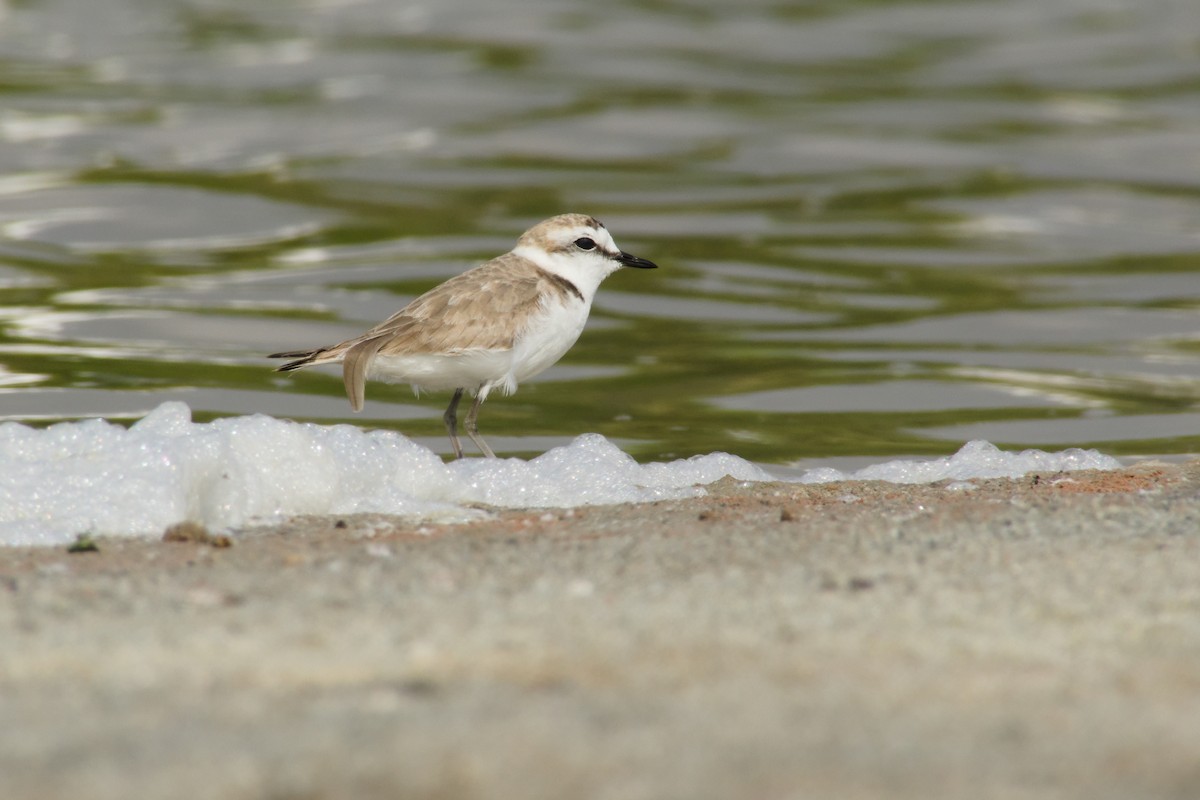 hvitbrystlo - ML632449676