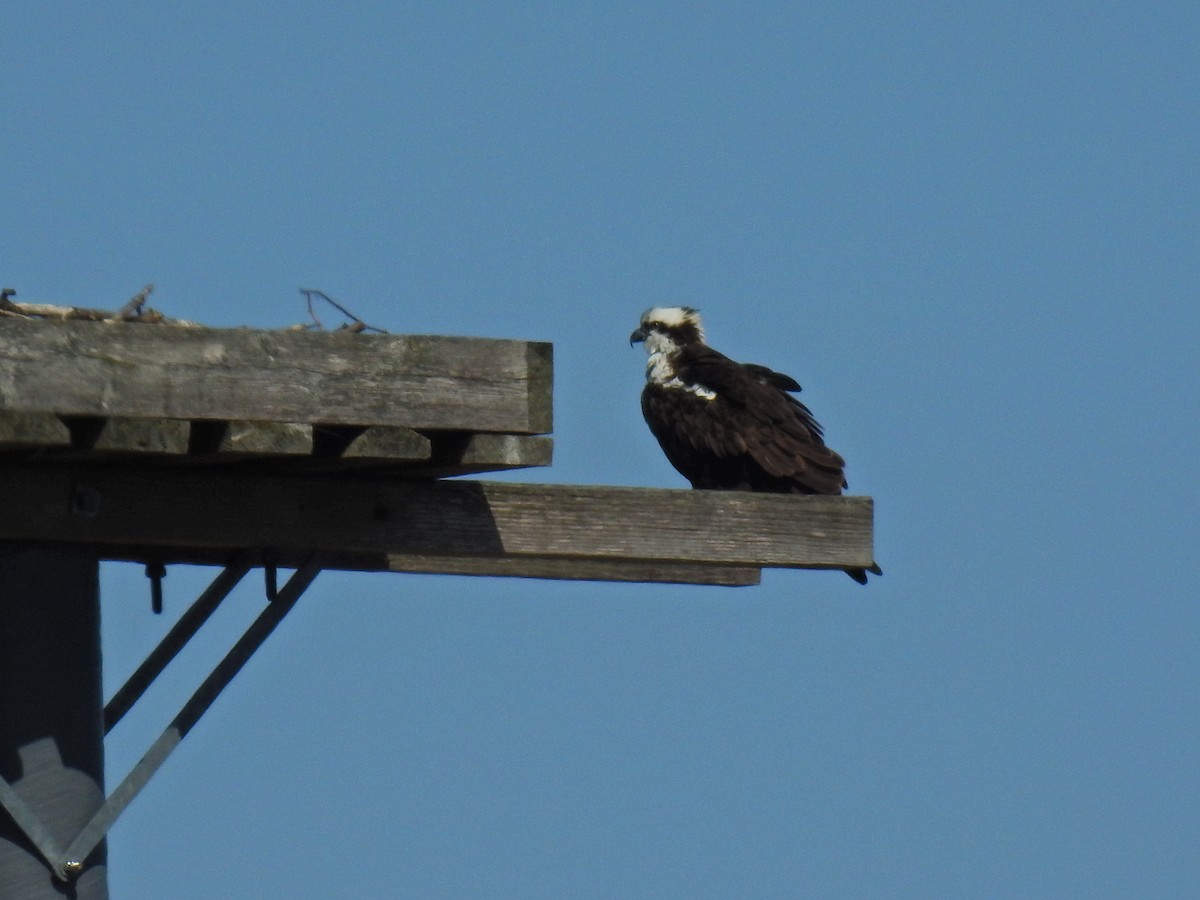 Osprey - ML632449682