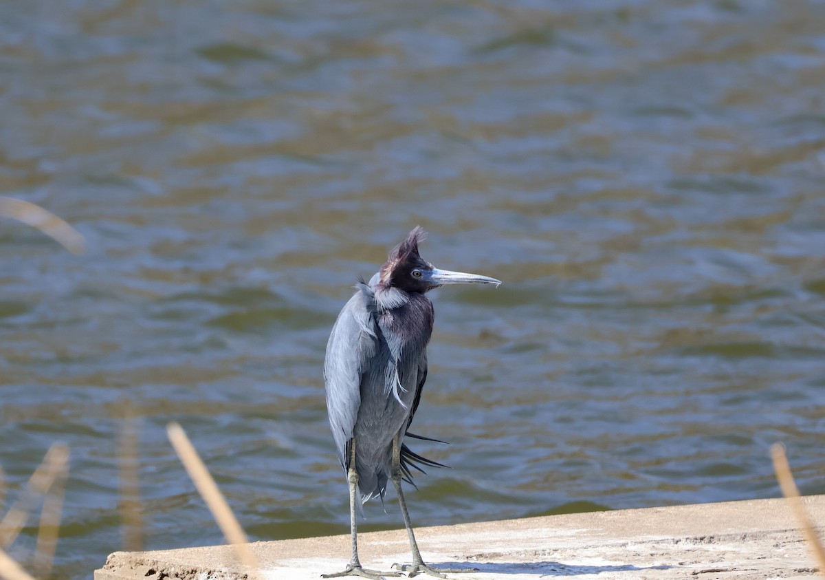 Little Blue Heron - ML632449723