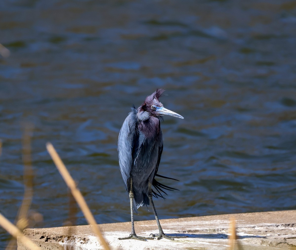 Little Blue Heron - ML632449724