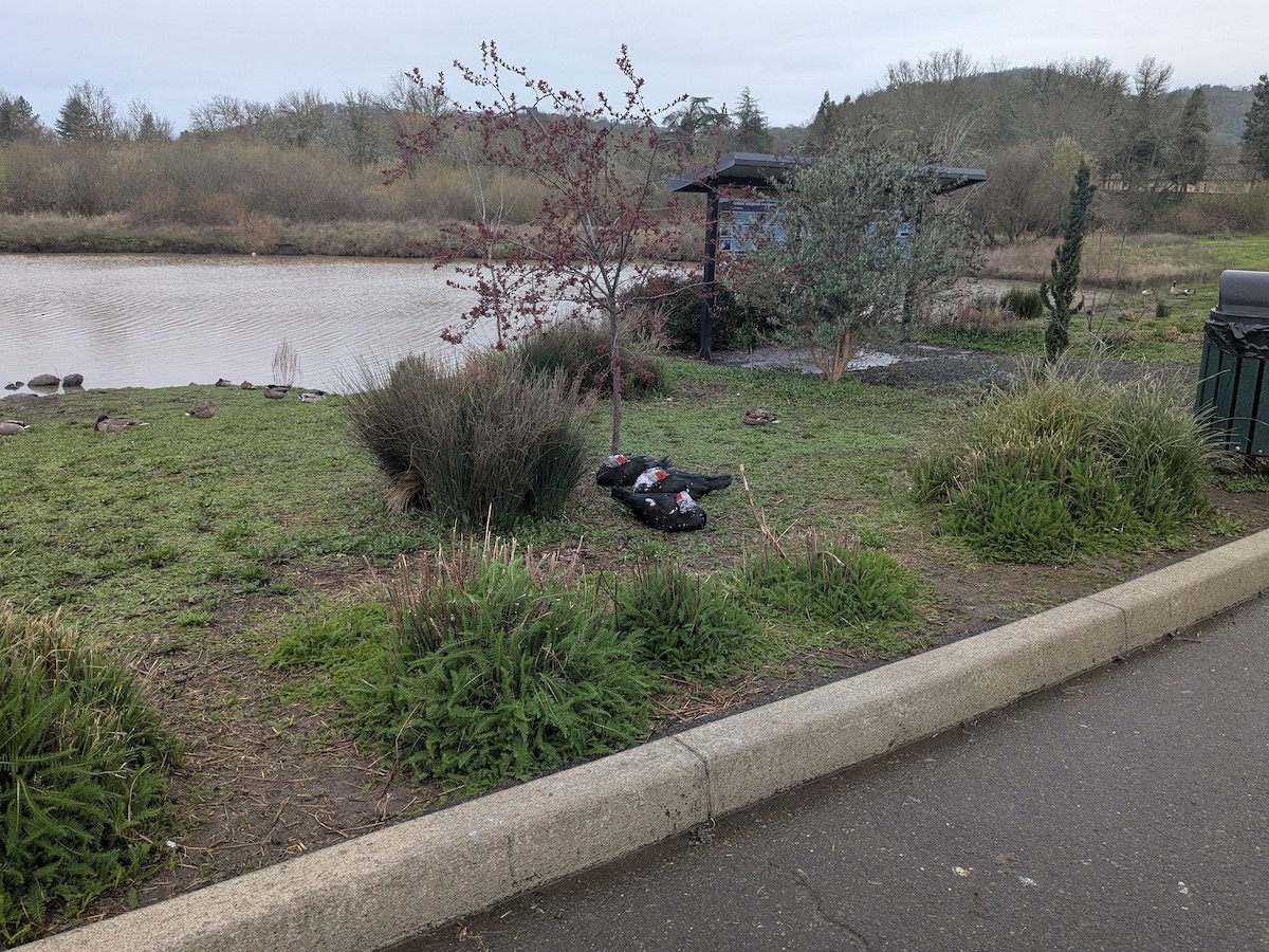 Muscovy Duck (Domestic type) - ML632449810