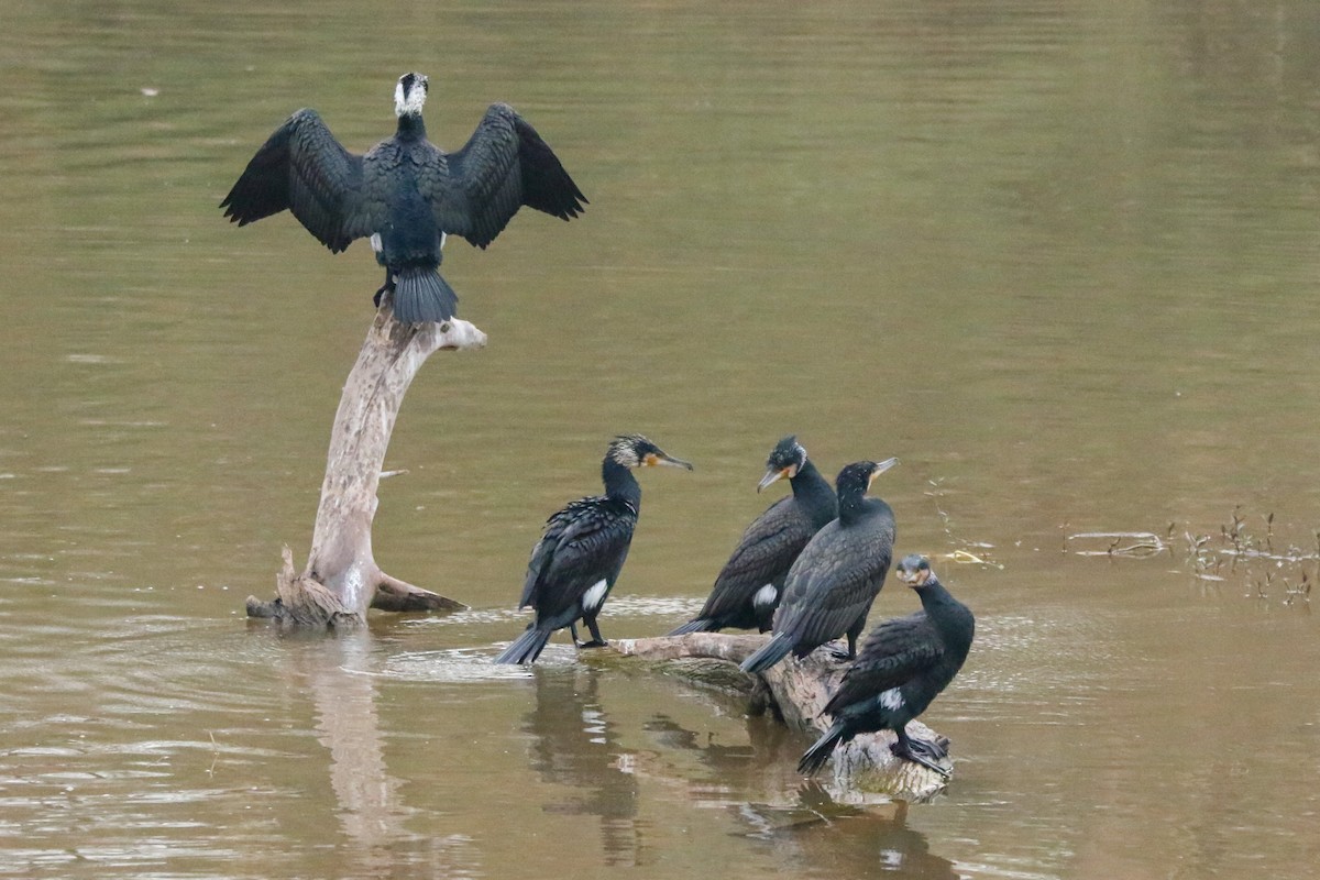 Great Cormorant - ML632449814