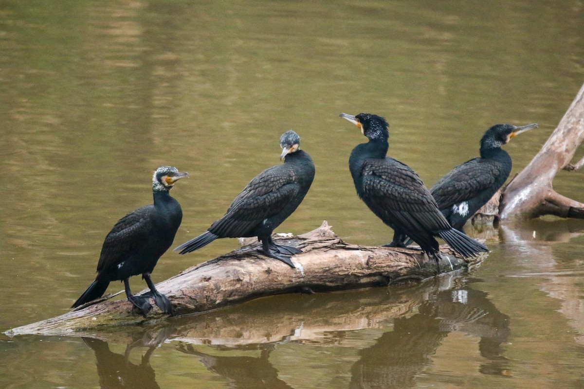 Great Cormorant - ML632449818