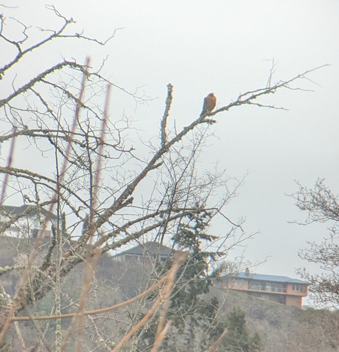 Red-shouldered Hawk - ML632449819