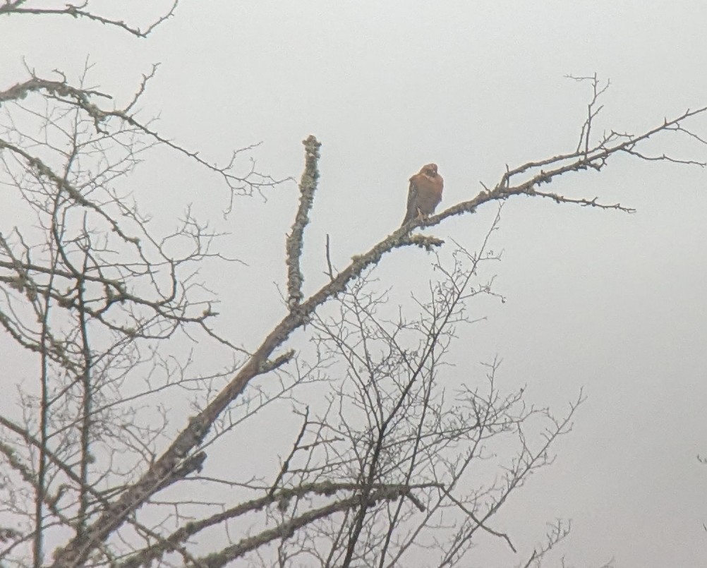 Red-shouldered Hawk - ML632449822