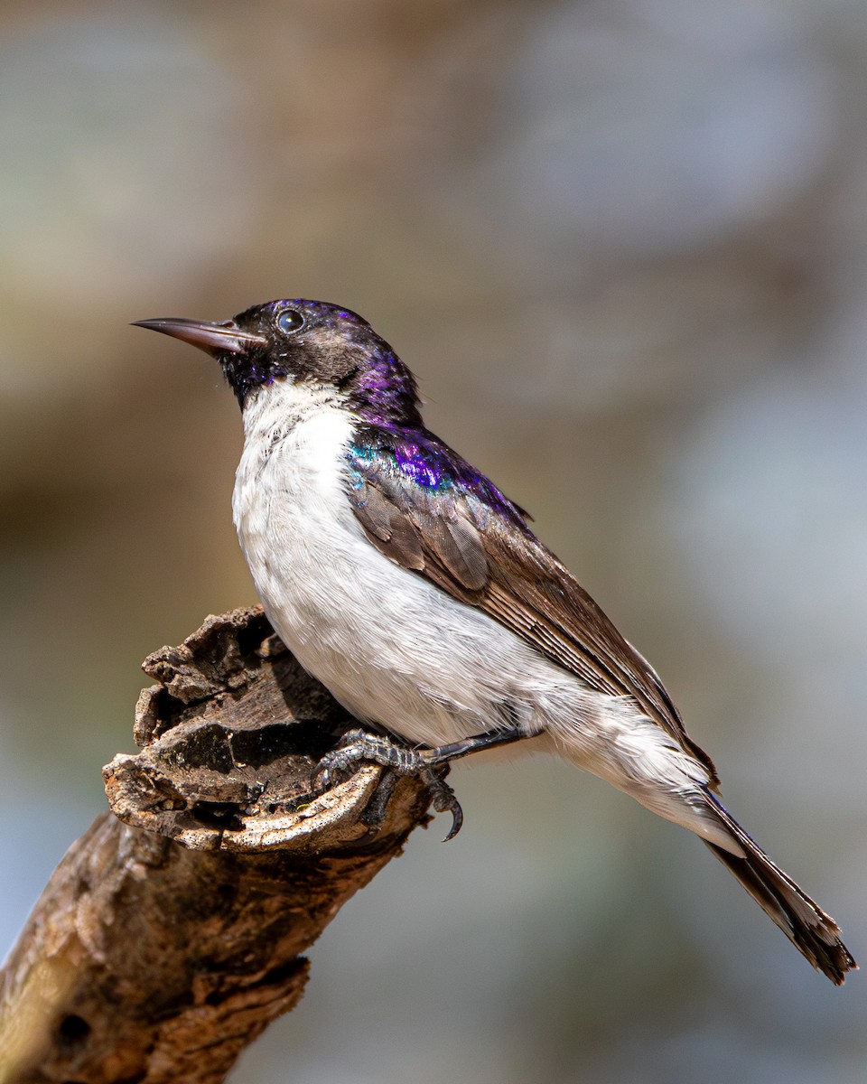 Eastern Violet-backed Sunbird - ML632449842