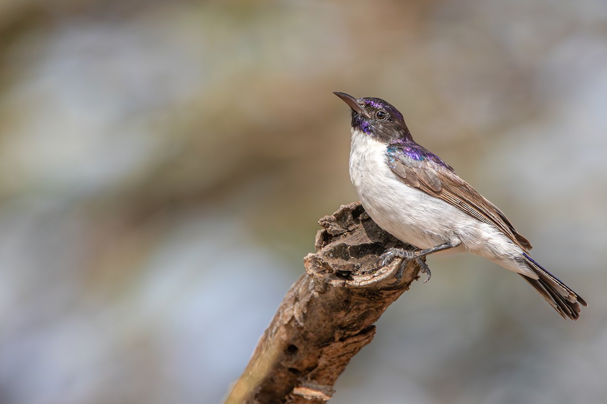 Eastern Violet-backed Sunbird - ML632449843