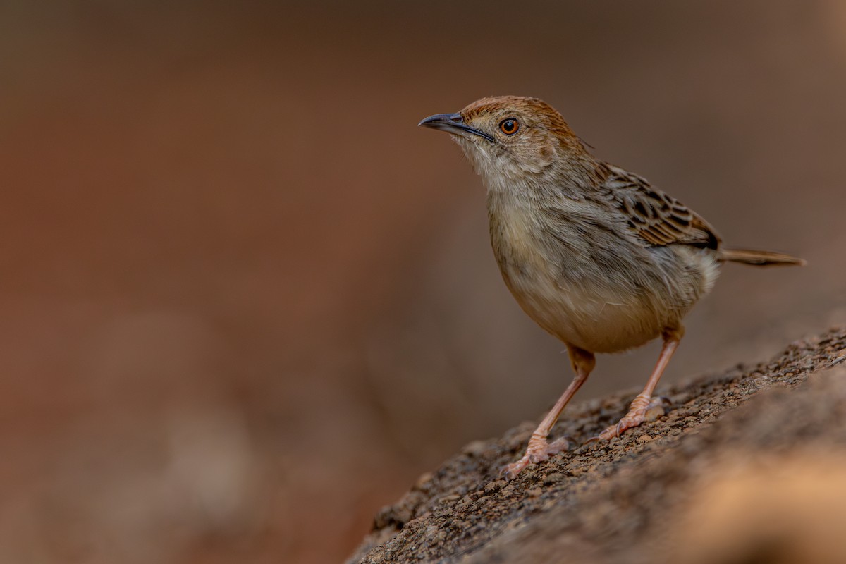 Rattling Cisticola - ML632449933