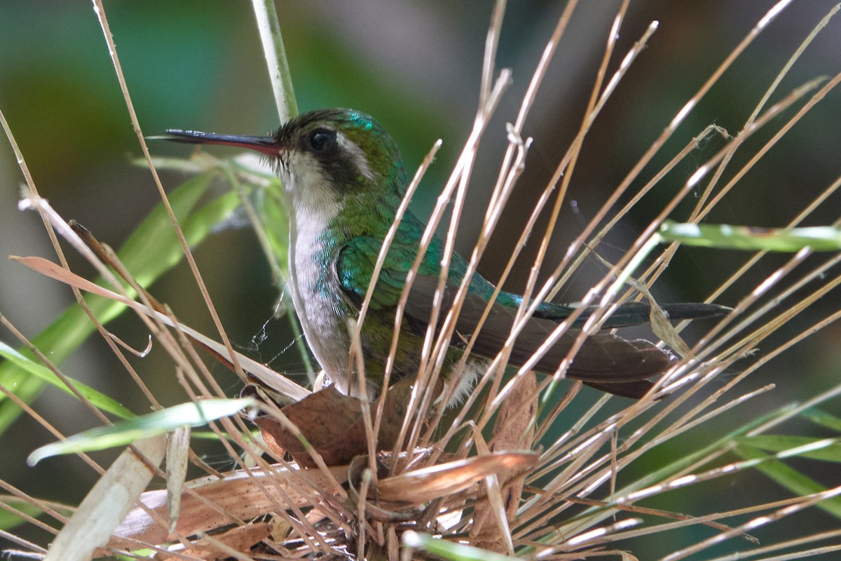 Golden-crowned Emerald - ML632449941