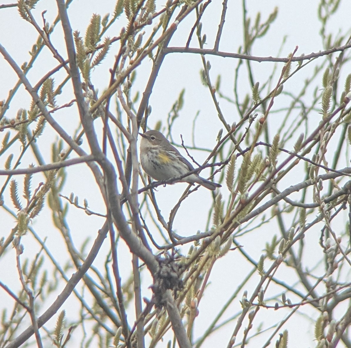Yellow-rumped Warbler (Myrtle) - ML632449943