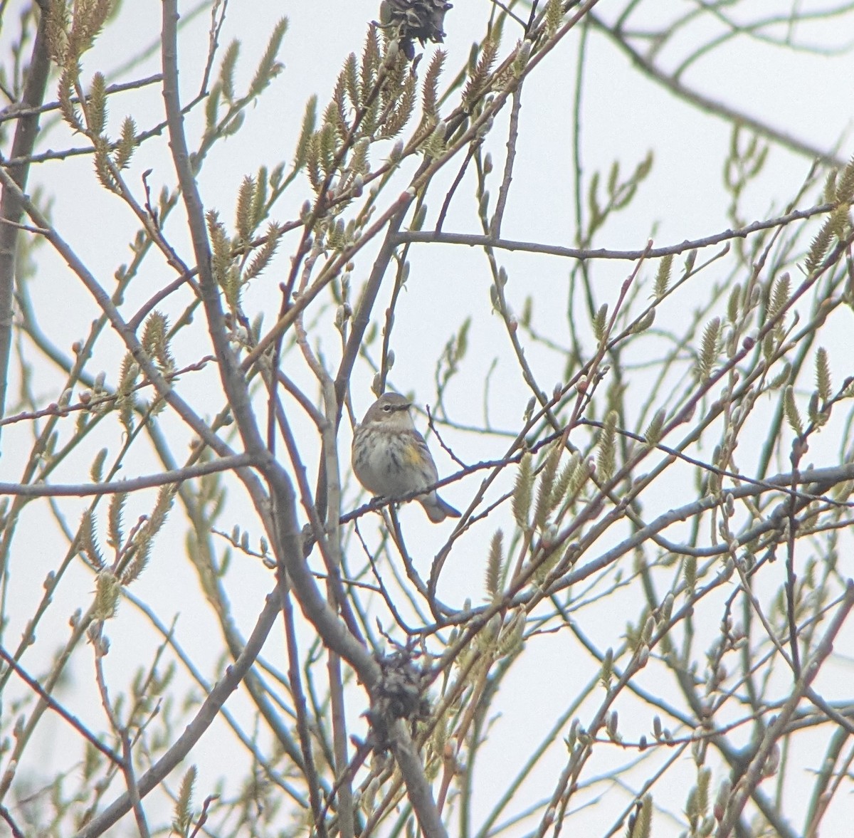 Yellow-rumped Warbler (Myrtle) - ML632449946