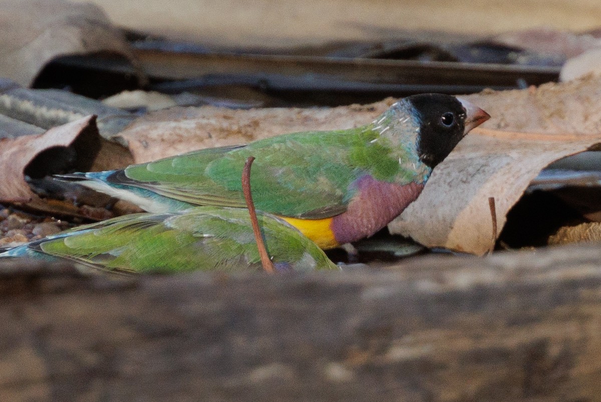 Gouldian Finch - ML632449969