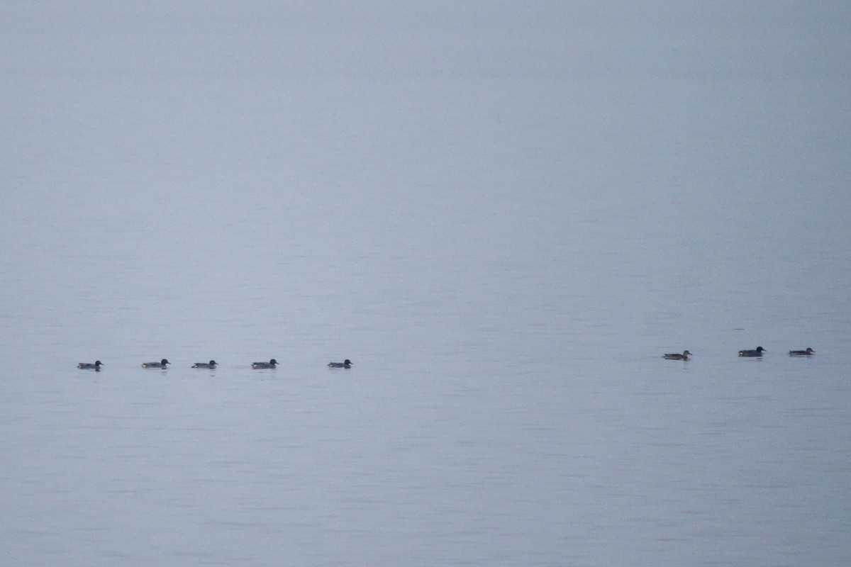 Green-winged Teal (Eurasian) - ML632450027