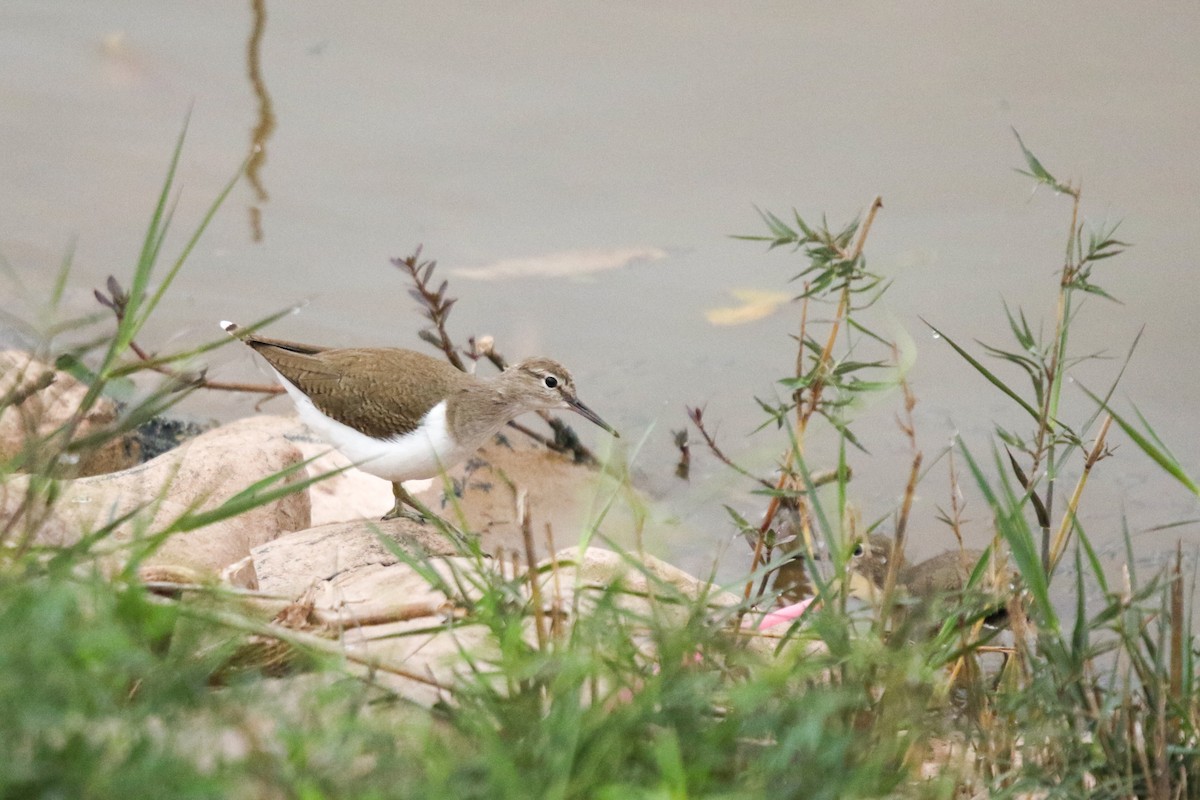 Common Sandpiper - ML632450034