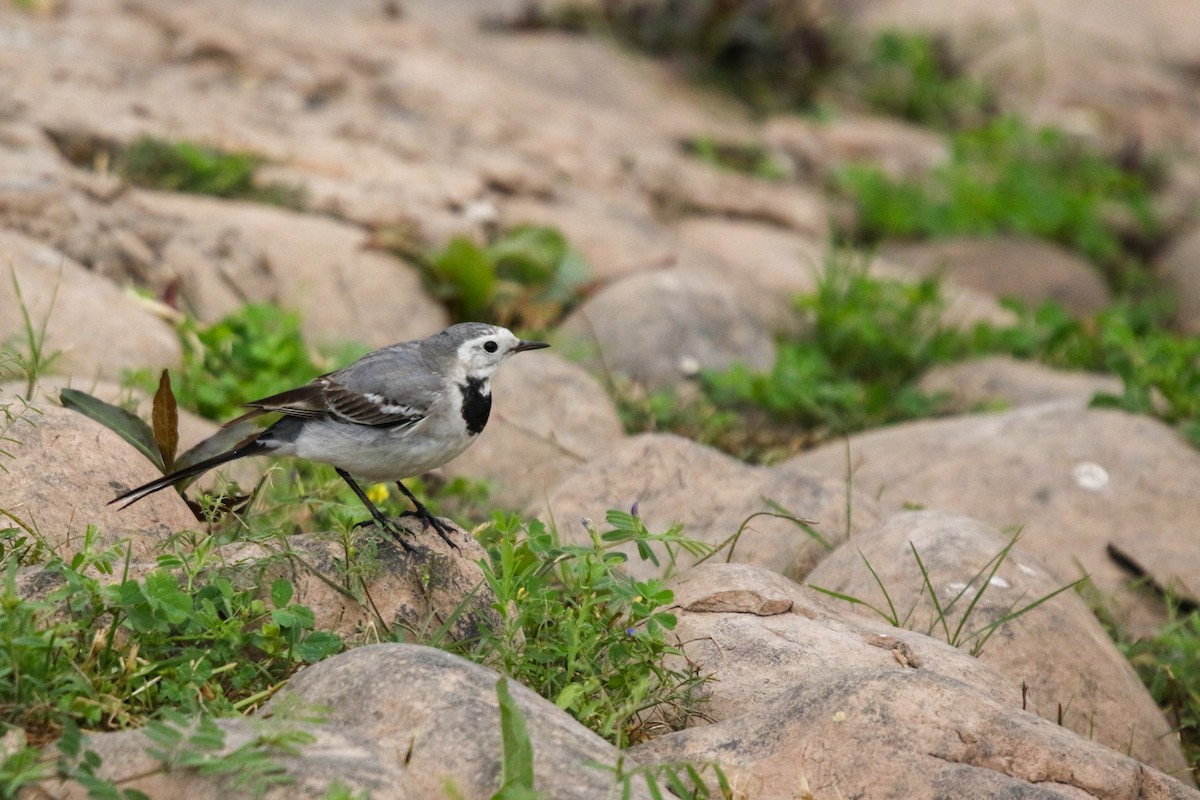 White Wagtail - ML632450042
