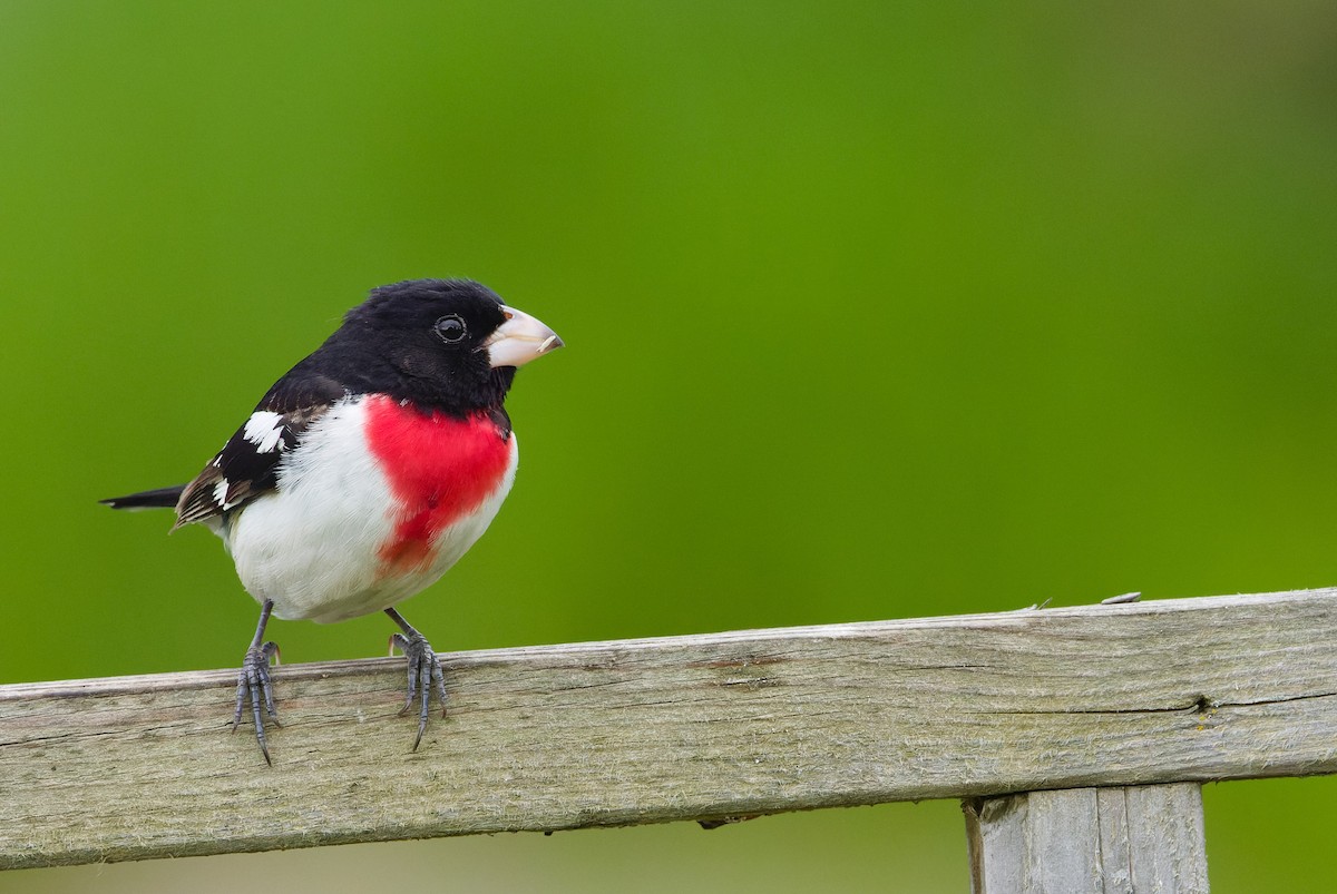 Rose-breasted Grosbeak - ML632450117
