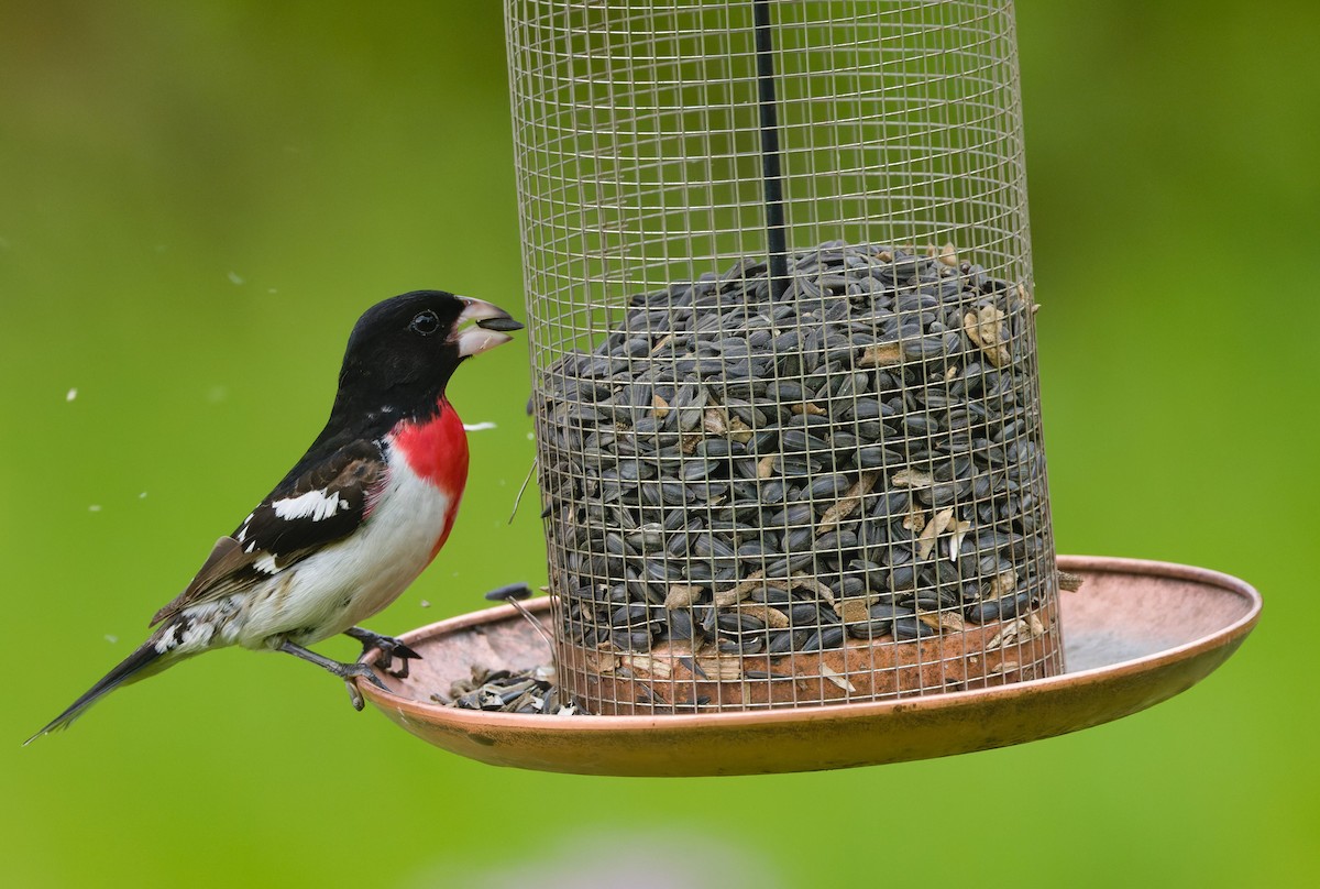 Rose-breasted Grosbeak - ML632450155