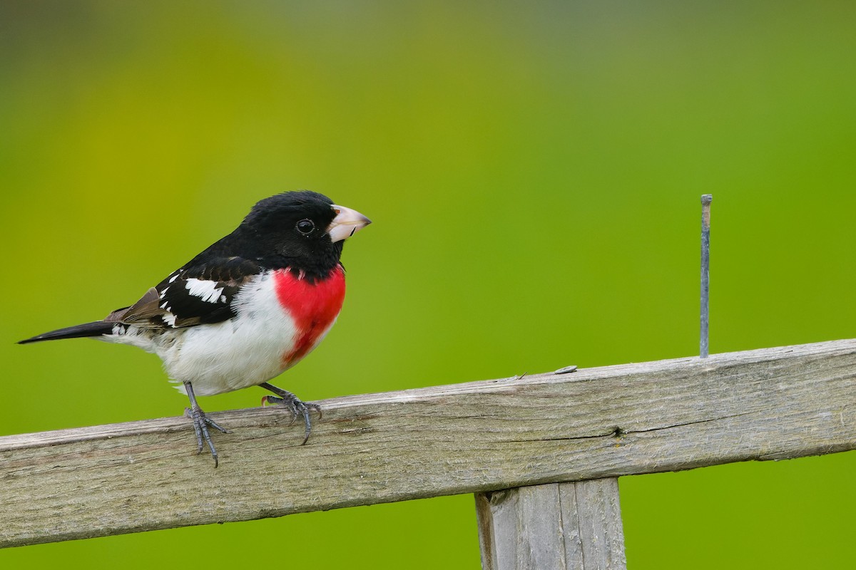 Rose-breasted Grosbeak - ML632450157