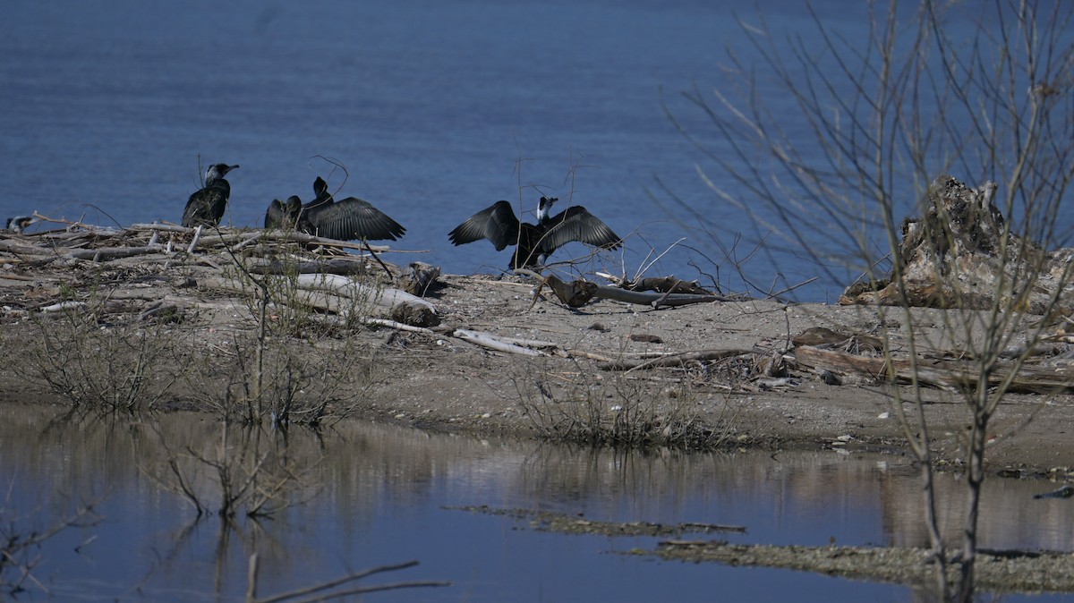 Great Cormorant - ML632450283