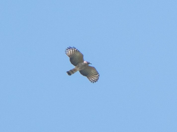 Hook-billed Kite - ML632450314