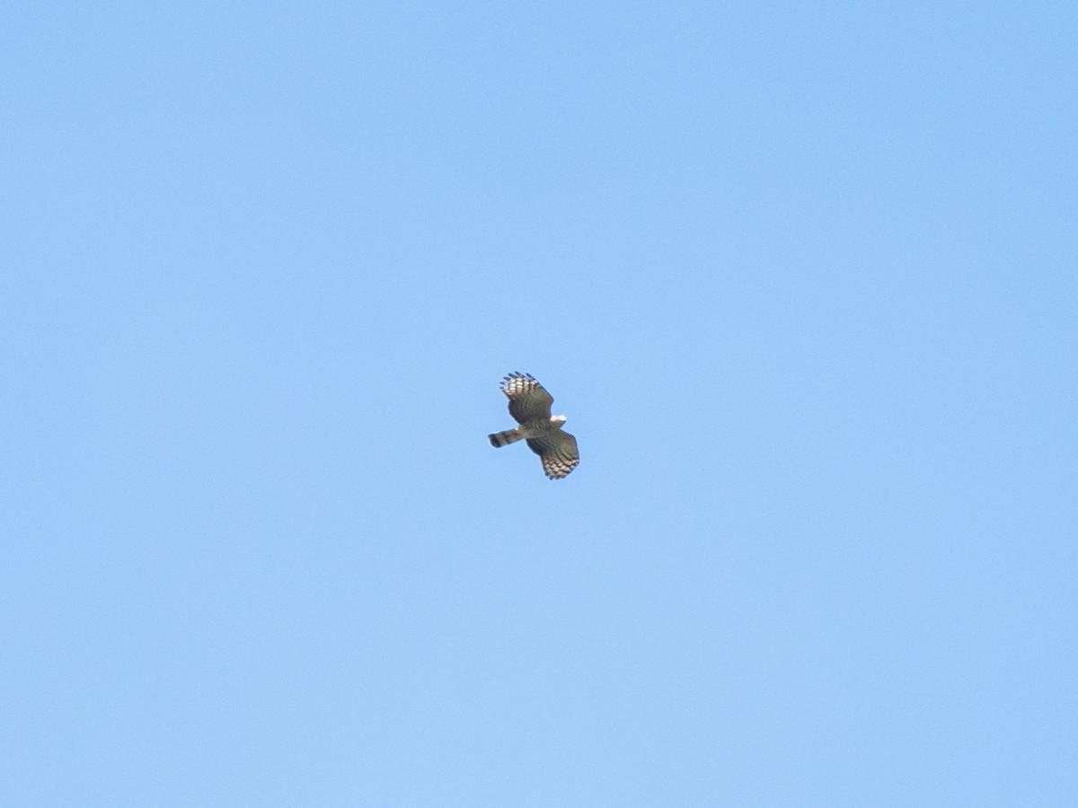 Hook-billed Kite - ML632450315