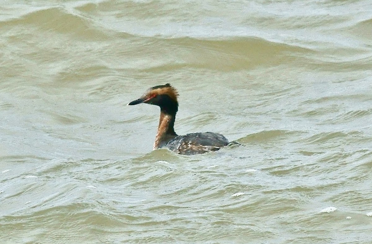 Horned Grebe - ML632450320
