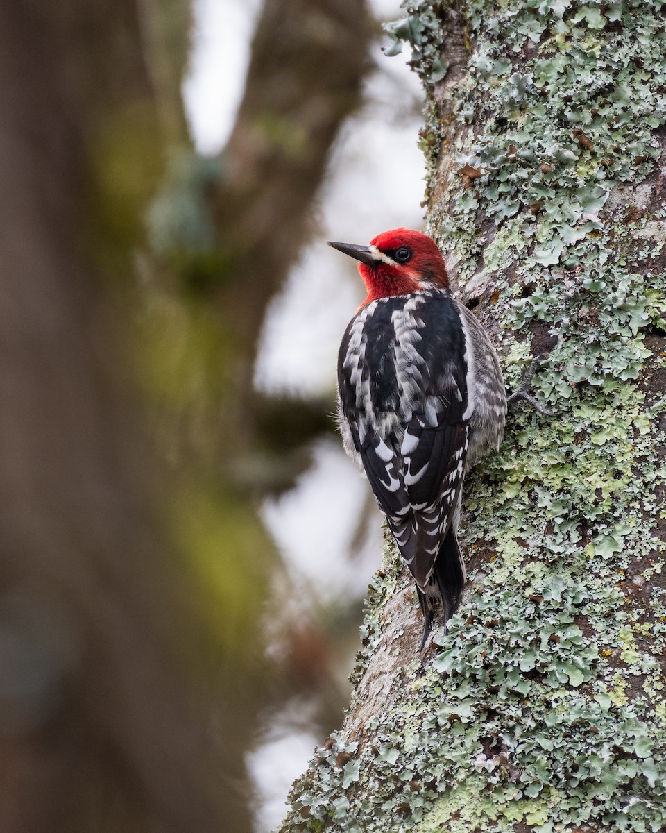 Red-breasted Sapsucker - ML632450346