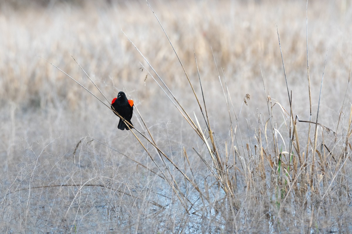 Red-winged Blackbird - ML632450366