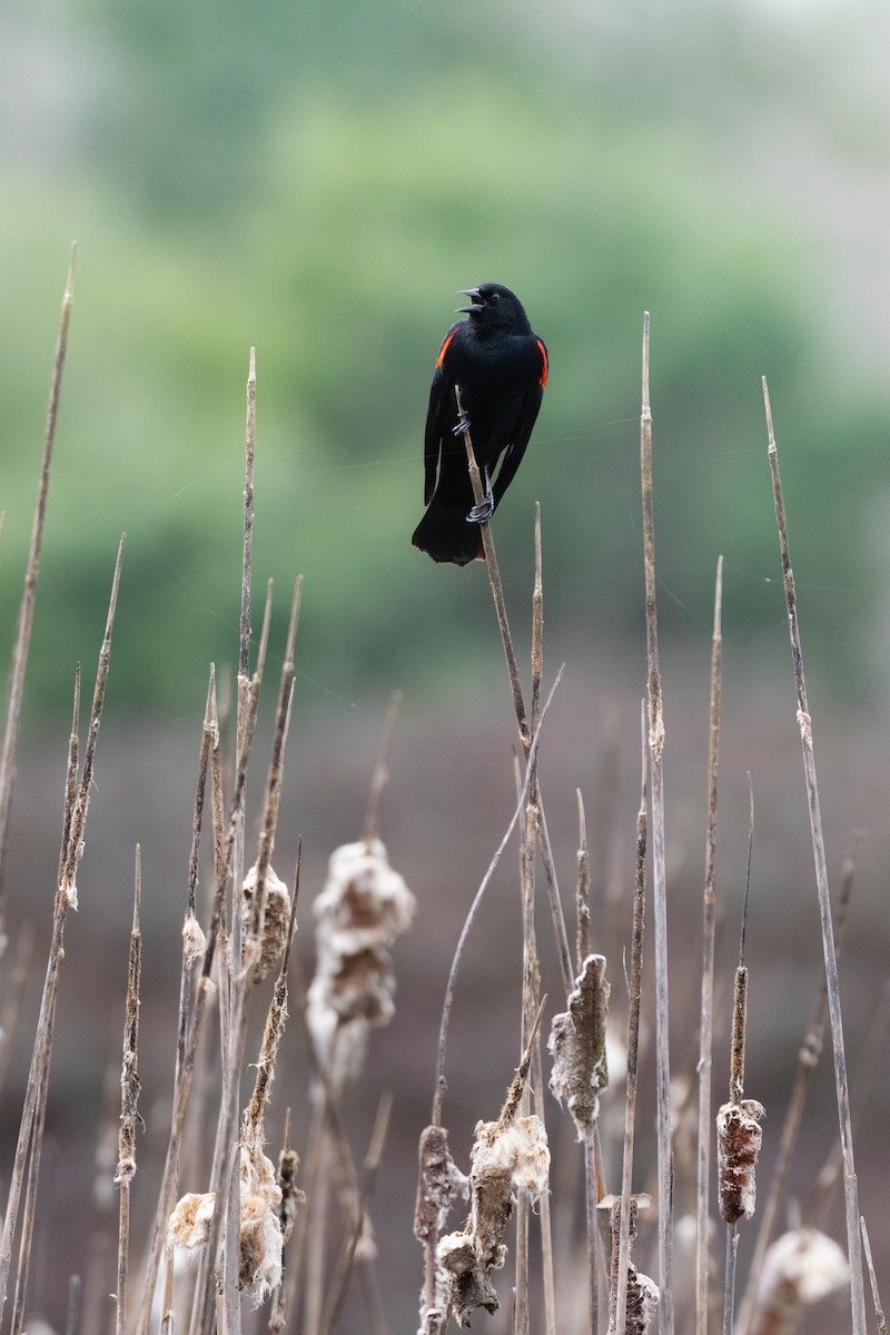 Red-winged Blackbird - ML632450368