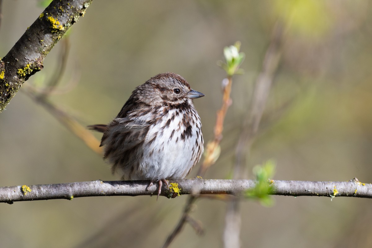 Song Sparrow - ML632450380