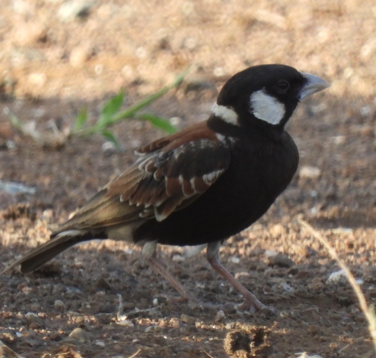Chestnut-backed Sparrow-Lark - ML632450412