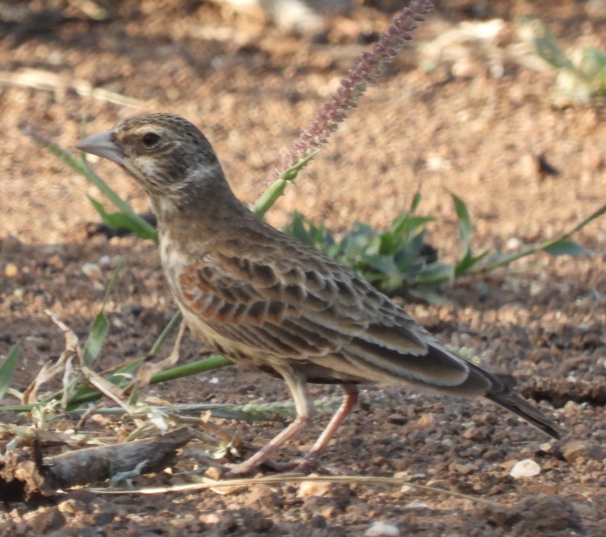 Chestnut-backed Sparrow-Lark - ML632450413