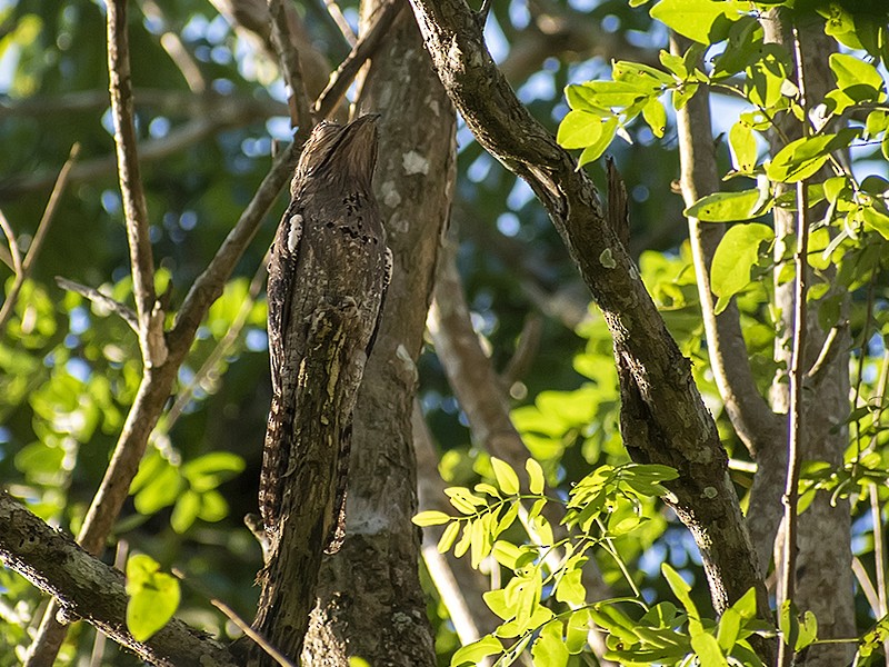 Northern Potoo (Middle American) - ML632450493