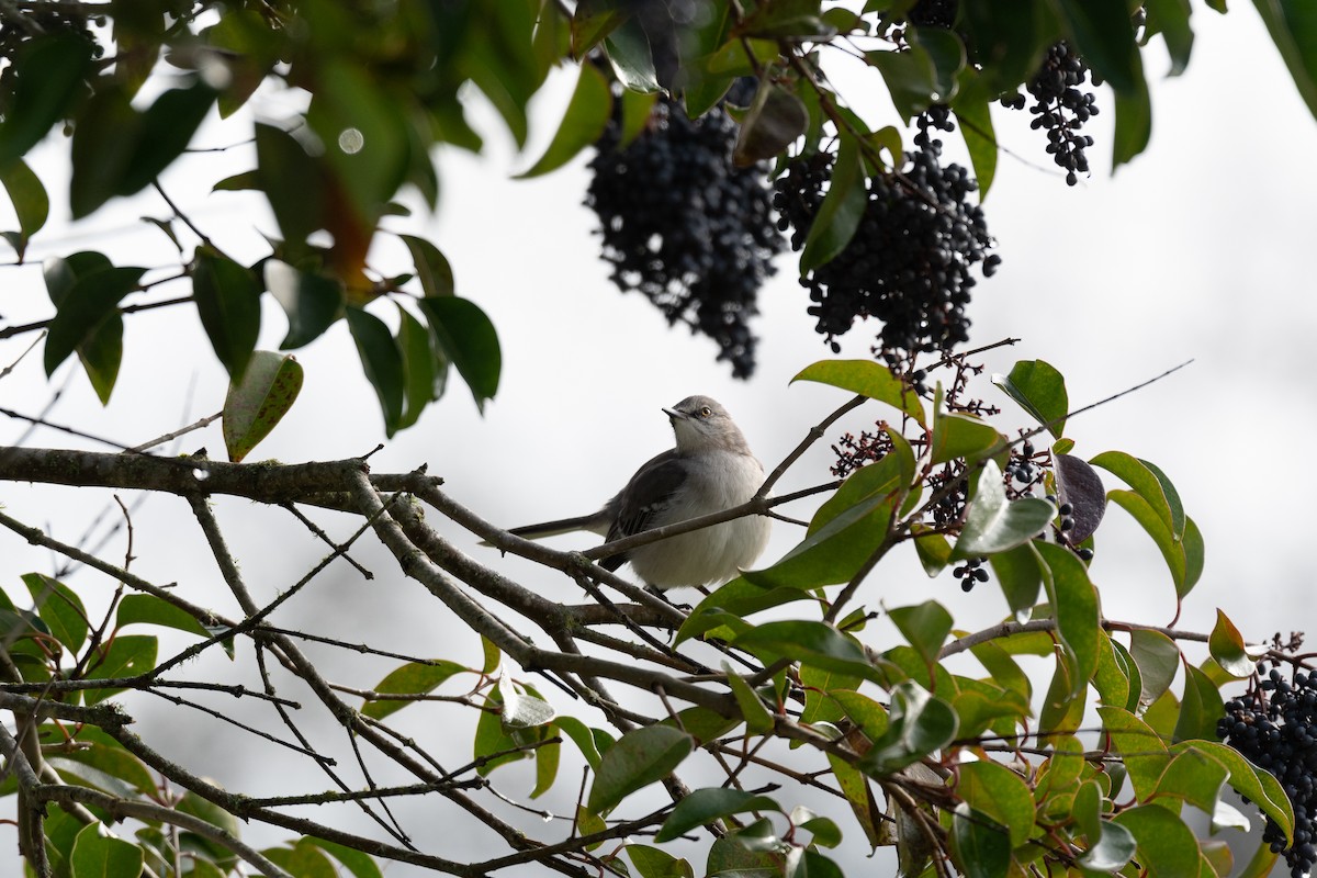 Northern Mockingbird - ML632450621