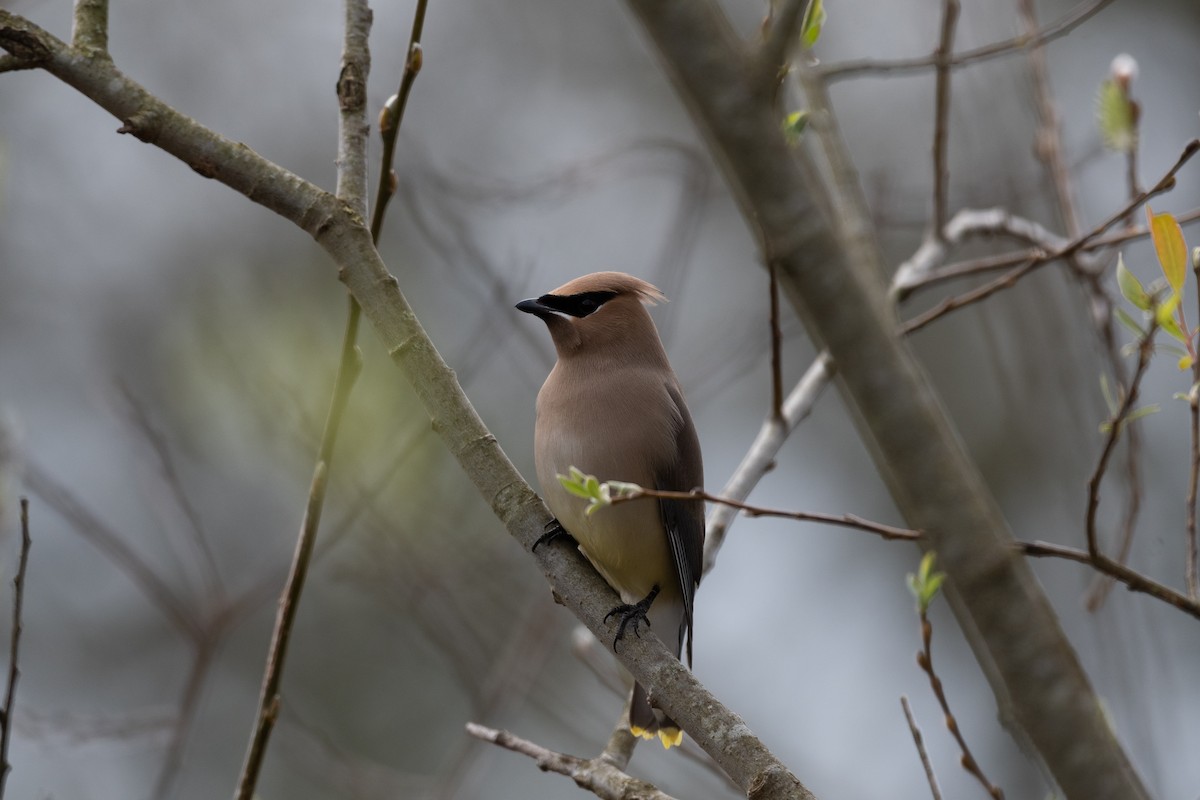Cedar Waxwing - ML632450630