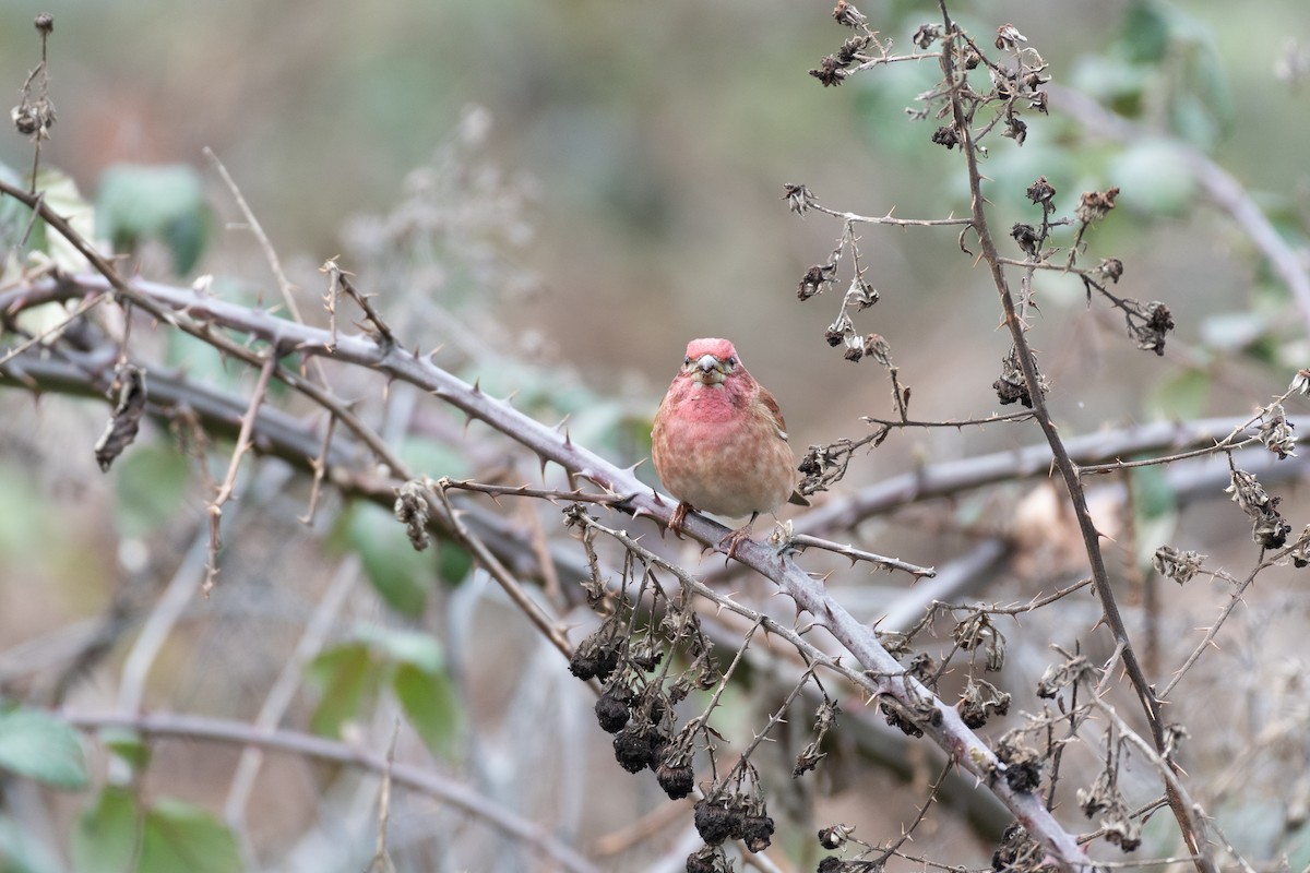 Purple Finch - ML632450632