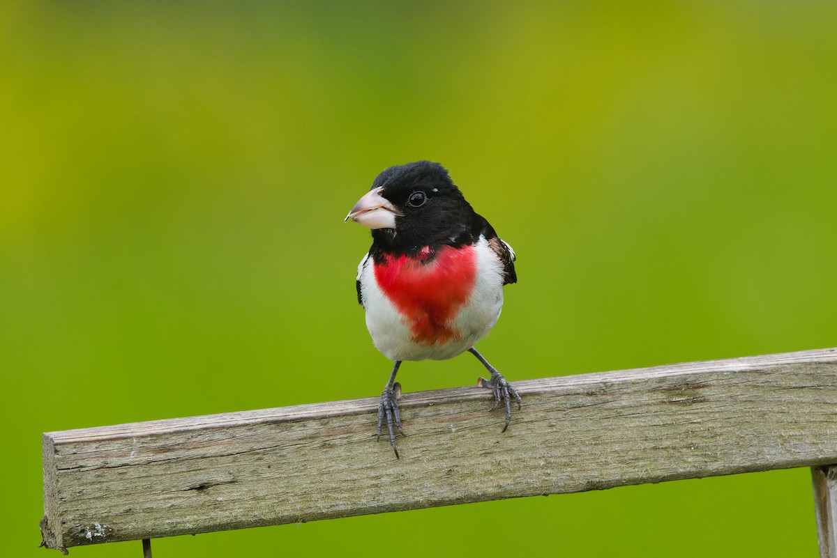 Rose-breasted Grosbeak - ML632450737