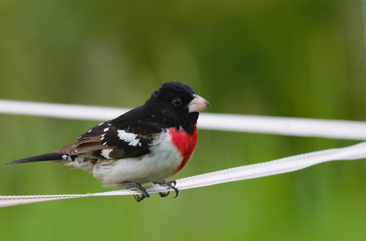 Rose-breasted Grosbeak - ML632450741