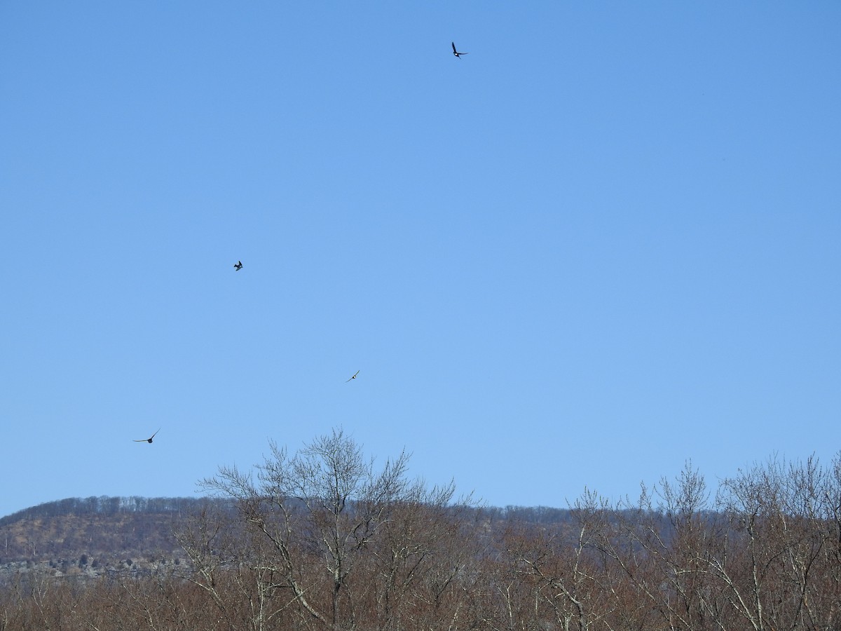 Tree Swallow - ML632450759