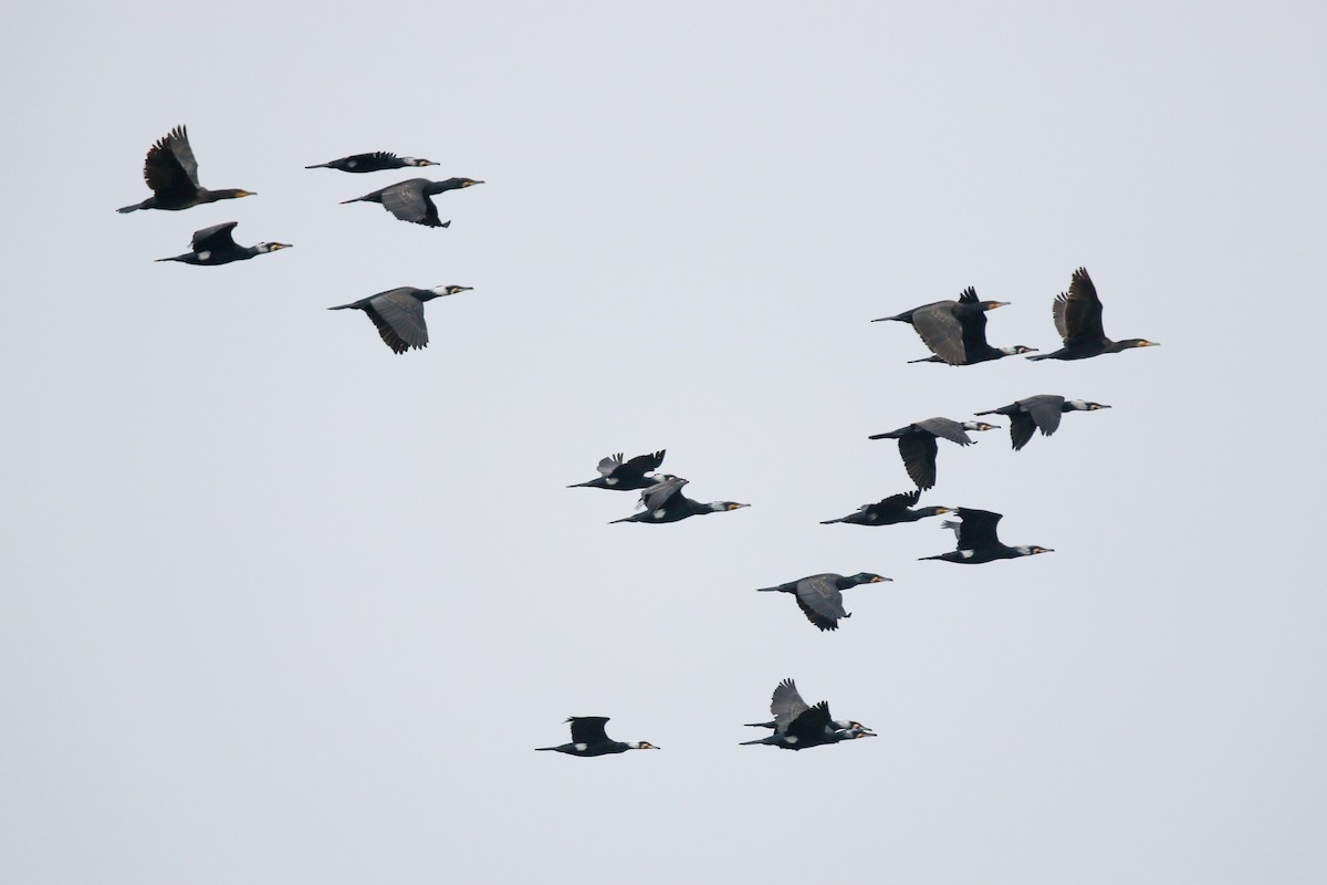 Great Cormorant - ML632450773