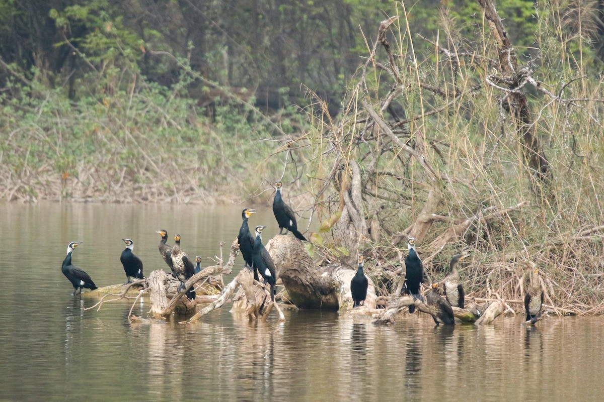 Great Cormorant - ML632450775