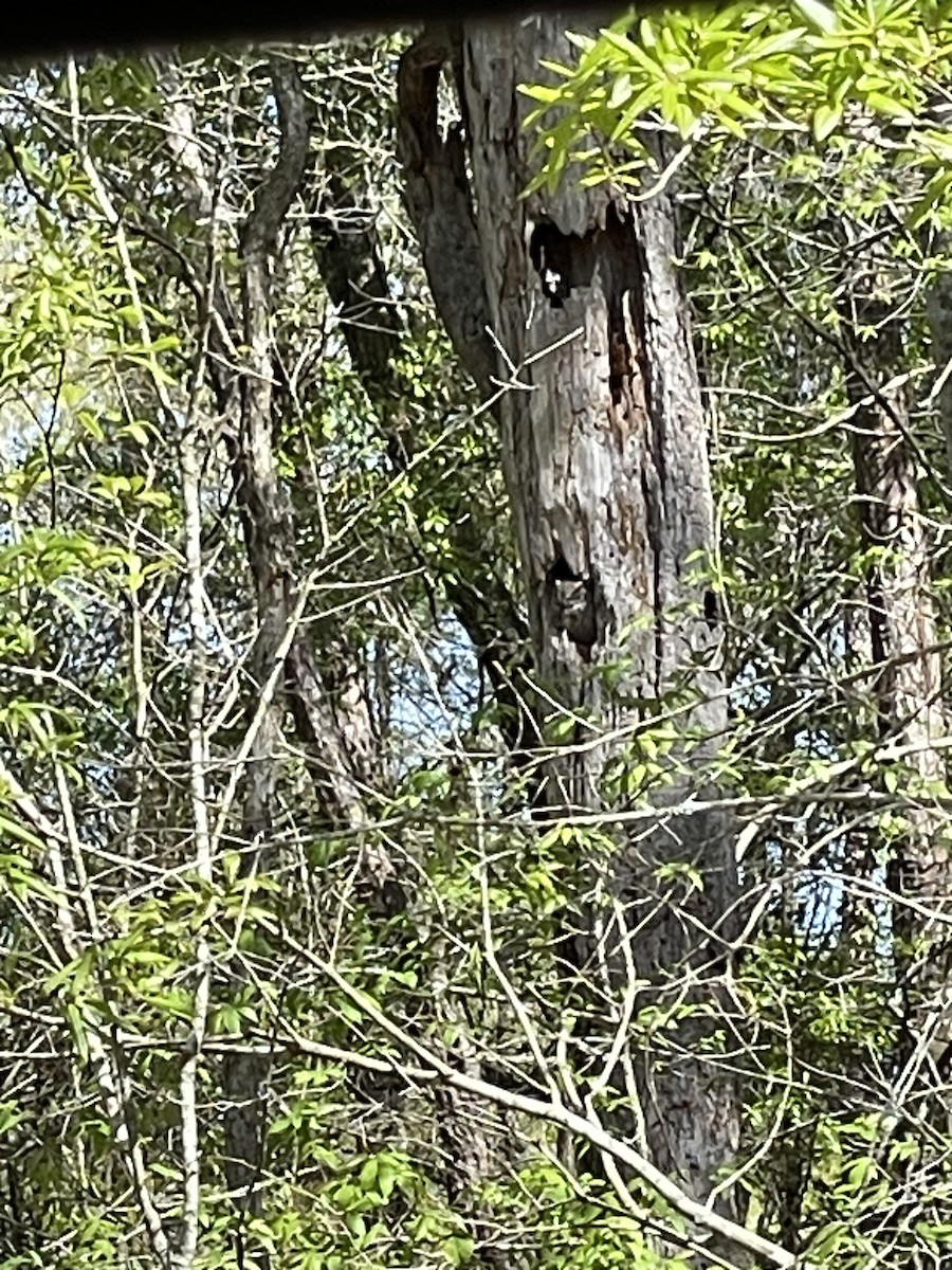 výreček americký - ML632450791