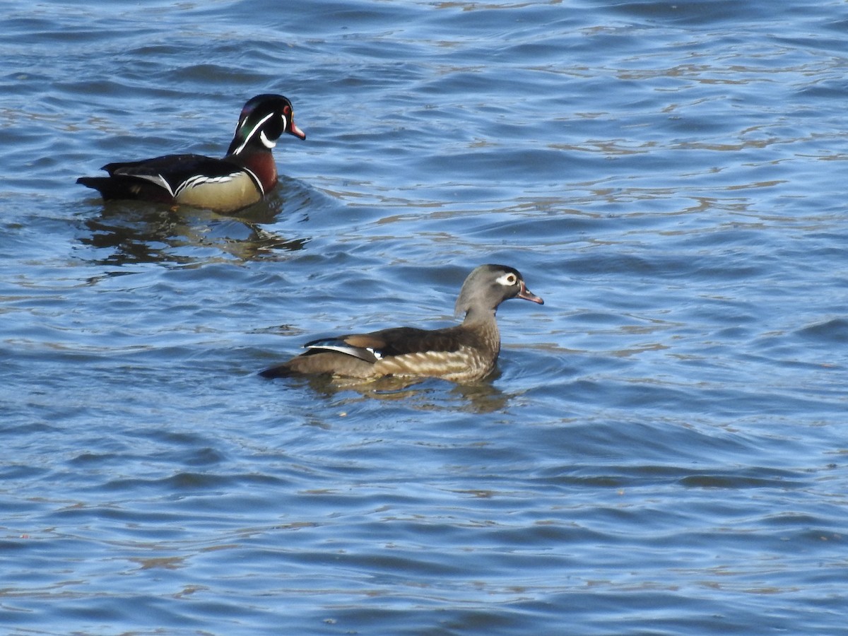 Wood Duck - ML632450802