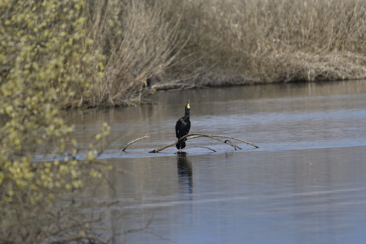 Great Cormorant - ML632450862
