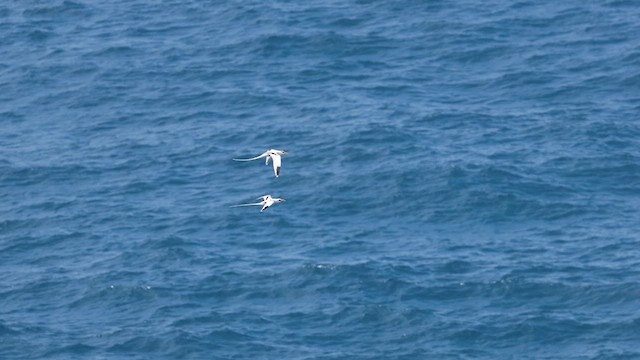 White-tailed Tropicbird - ML632450976